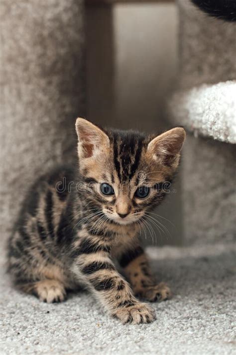 Gatinho Bengala Sentado Numa Prateleira De Gatos Moles Numa Casa De