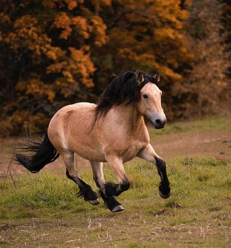 Dole horse | Horses, Horse breeds, Beautiful horses