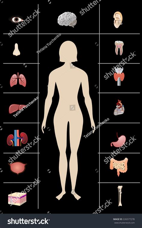 Illustration Diagram Human Anatomy Stock Vector (Royalty Free) 226577278 | Shutterstock