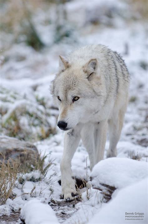 140 Best White Wolves Images On Pinterest White Wolf Arctic Wolf And