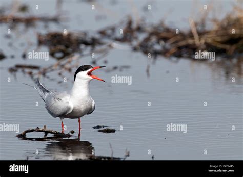 Hirondelle De Mer Hi Res Stock Photography And Images Alamy