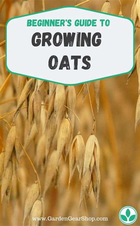 Growing Oats Beginner S Guide Food Garden Vegetable Garden Mulch