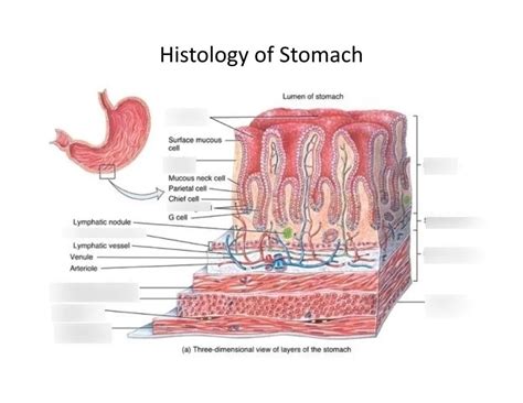 Histological Structure Of Stomach Fundic Glands Of Stomach And Gastric Musculosa Science Online