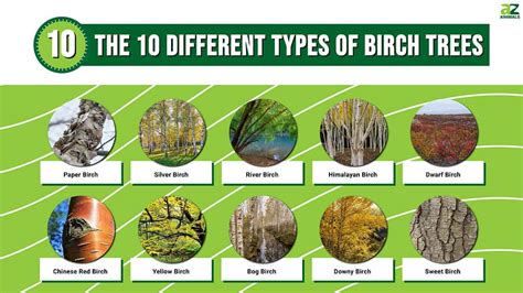 Birch Trees Types Leaves Bark Identification With 58 Off