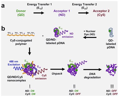 A Schematic Of Two Step Qd Fret Excitation Of The Qd Donor Drives