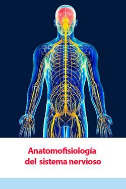 Book Creator Anatomofisiolog A Del Sistema Nervioso