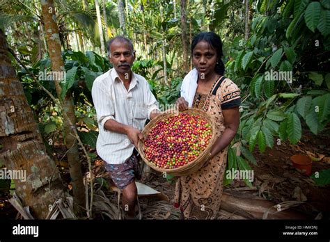 Coffee Harvesting Wayanad Kerala India Stock Photo Alamy