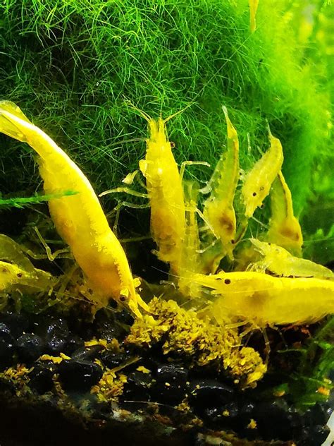 Krewetki Neocaridina Yellow Neon 10 sztuk Namysłów Kup teraz na