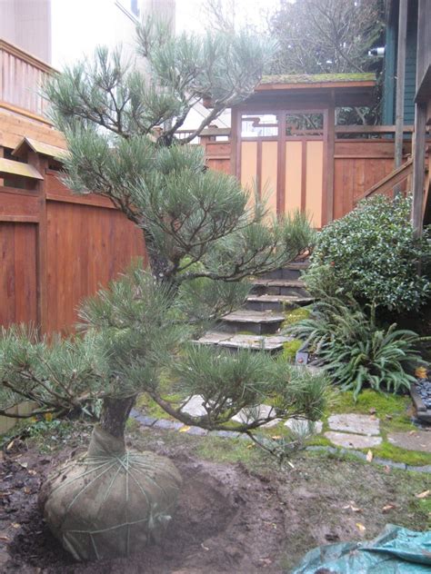 The Japanese Black Pine | Bentwood Tree Farm