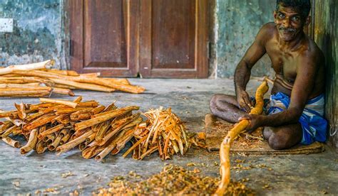 Unique Cinnamon Tour at Top House - Malabar Hill Sri Lanka