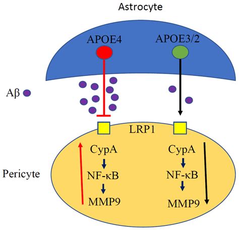 Immuno Free Full Text The Role Of Apoe And Nf B In Alzheimers Disease