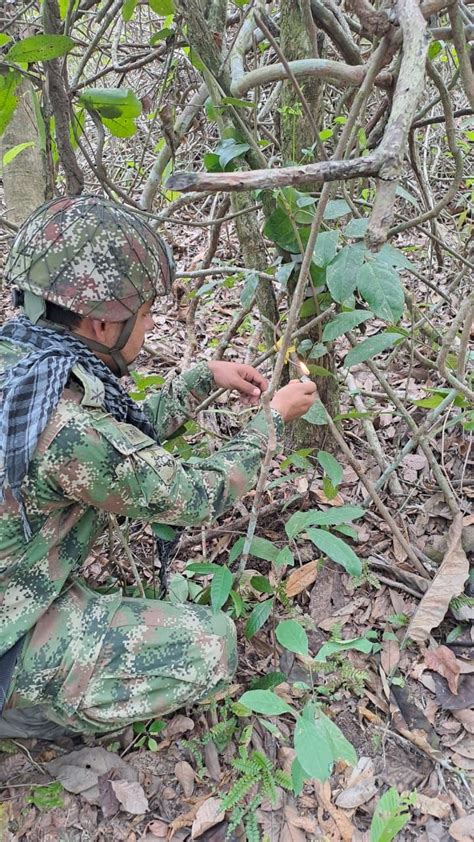 Ejército Destruyó Minas Antipersonal En Arauquita Arauca Prensa Llanera