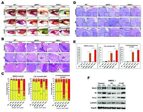 Treatment With Sex Hormones Affects Hepatocyte Proliferation During