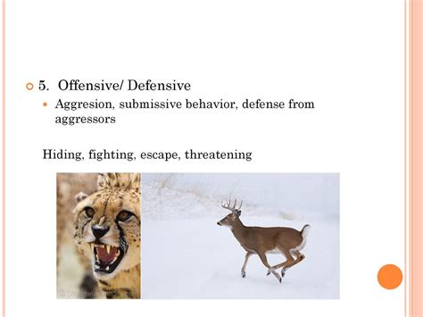 Defining Categories Of Behavior Ppt Download