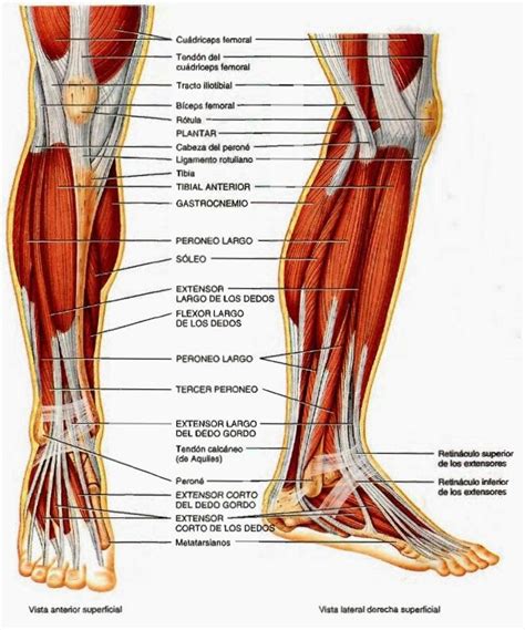 Detalle Frontal Muscularura Tibia Perone Musculos De Las Piernas