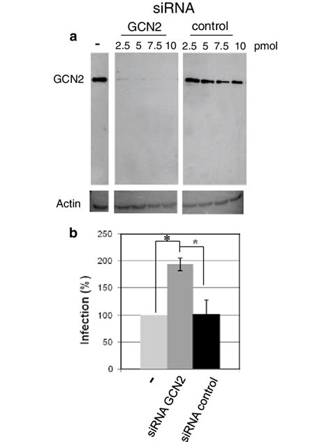 Effect Of Gcn Extinction By Sirna On Hiv Infectivity A Hela P