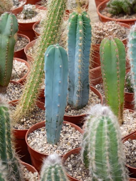 Foto Vivero De Cactus Mar Del Plata Buenos Aires Argentina