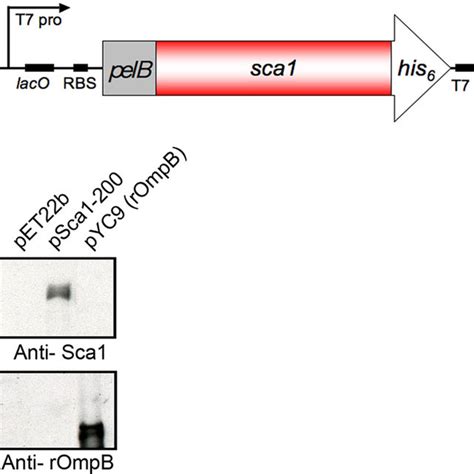 Expression Of R Conorii Sca1 On The Surface Of E Coli A Diagram Of