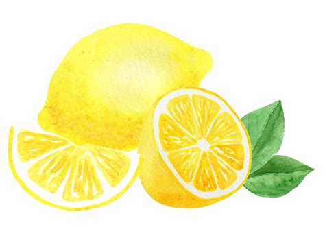 Watercolor Lemon Clipart Fruit Clipart Citrus Clipart Yellow Etsy