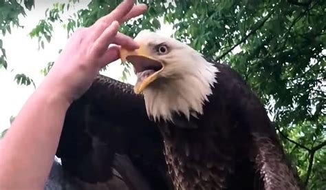 Une Femme Intr Pide Du Kentucky Sauve Un Pygargue T Te Blanche Aatg