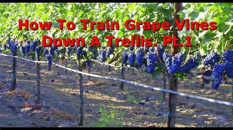 How To Train Grapes Pt1 Cont Training Up To Your Trellis Wire