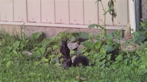 Black Squirrel 1 Écureuil Noir 1 Québec YouTube