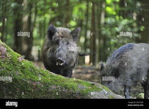 Wild Boar When Looking For Food Wild Boars Sus Scrofa Wild Boar