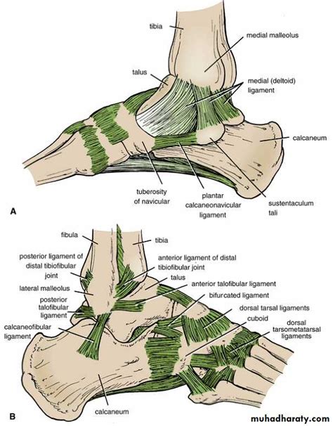 Joints Of The Lower Limb Pptx Lower Limb Practical Muhadharaty