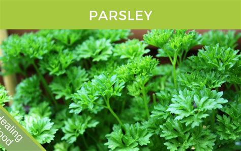 Parsley Petroselinum Crispum Health Benefits Brett Elliott