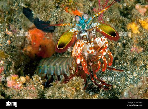 Peacock Mantis Shrimp Odontodactylus Scyllarus Ari Atoll Maldives