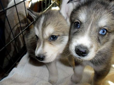 Difference Between Wolf And Husky | 1001doggy.com