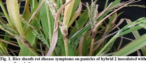 Figure 1 From Biological And Molecular Variability Of Rice Sheath Rot