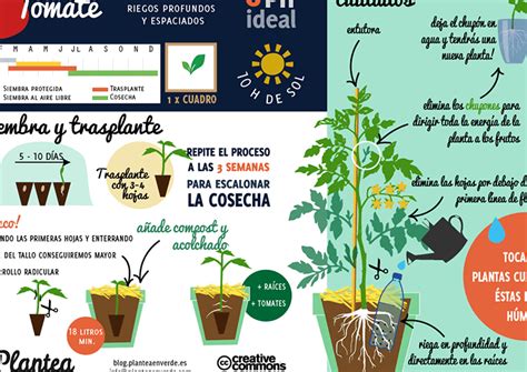 Gu A Completa Para Cultivar Plantas De Tomate En Casa Consejos