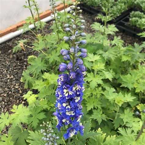 Photo #78186 | Delphinium 'Magic Fountains Dark Blue White Bee' | plant lust