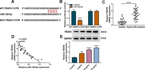 Traf Is A Target Of Mir P In Hk Cells A The Potential