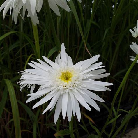 Margerite Wirral Supreme Leucanthemum Wirral Supreme Native Plants