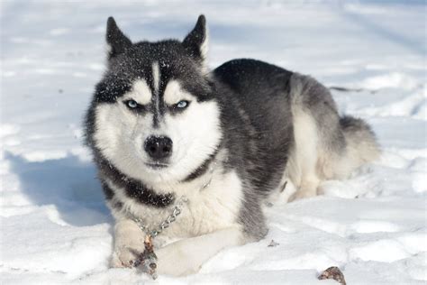 Siberian Husky Lying On the Snow Covered Ground · Free Stock Photo