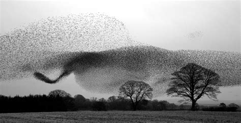 Starling Formation - Danny Green Photography