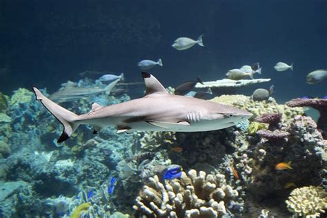 National Aquarium Completes Its 260000 Gallon Blacktip Reef Renovation