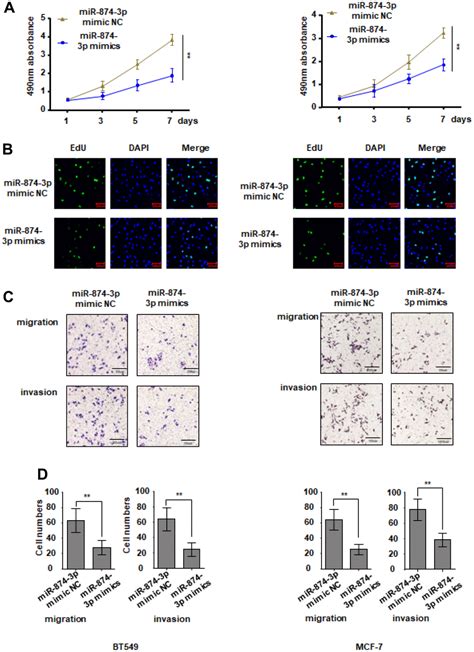 Mirna P Inhibits The Migration Invasion And Proliferation Of