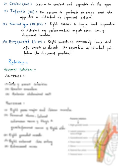 SOLUTION Anatomy Of Abdominal Organ Large Intestine Caecum Studypool