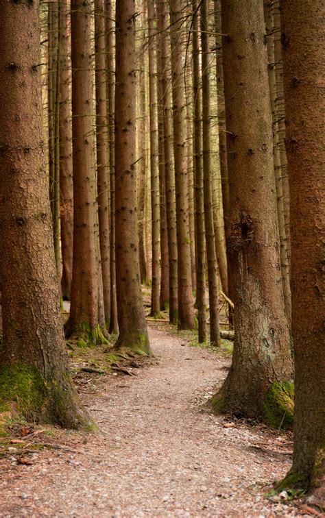 Fotos gratis árbol naturaleza bosque camino rama madera