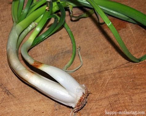 How To Regrow A Sprouted Onion In Your Garden Happy Mothering