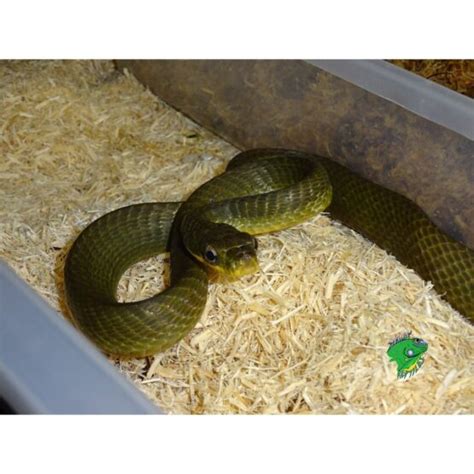 Pure Kankakee Bull Snake Cb Baby Strictly Reptiles Inc