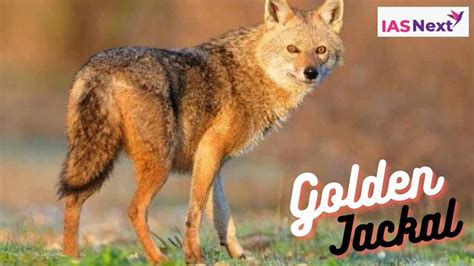 Golden Jackal