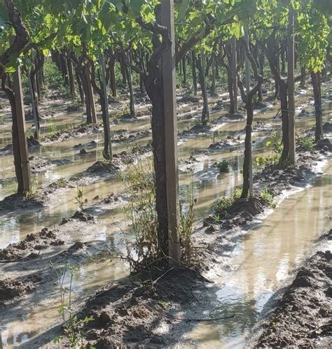 Peronospora Killer Vigneti In Malora Tra Foggiano Barese E