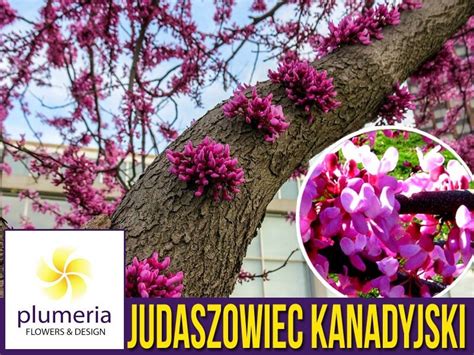 Judaszowiec Kanadyjski Sadzonka Cena Cercis Canadensis Plumeria Pl