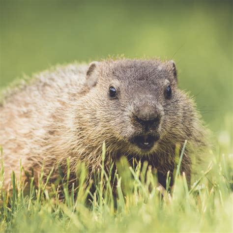 Groundhog Control Methods · Cardinal Pest