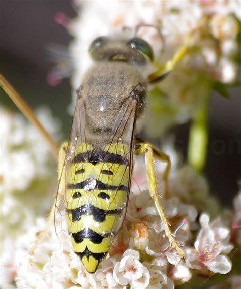 Bembix, Large Yellow Sand Wasp