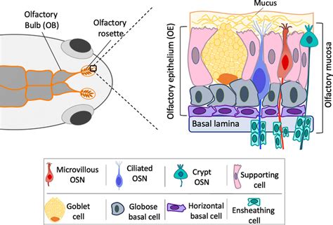 Schematic Representation Of Fish Olfactory System Left Drawing Shows